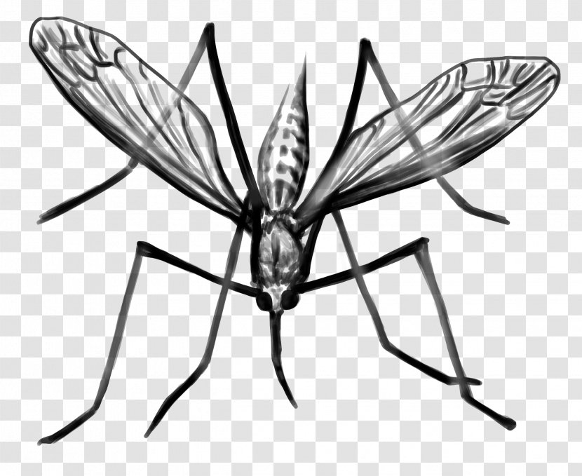 Mosquito Clip Art Black & White - Symmetry - M Insect Line Transparent PNG