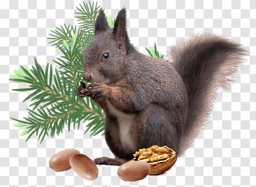 Squirrel Christmas Decoration Rodent - Idea Transparent PNG