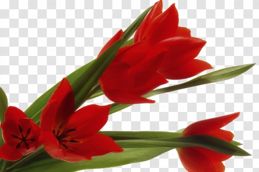 Tulip Cut Flowers Petal - Alstroemeriaceae - Springs Transparent PNG