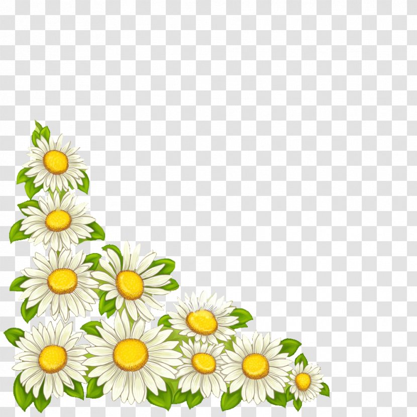 Vector Graphics Image Download Illustration - Plant - Marguerites Transparent PNG