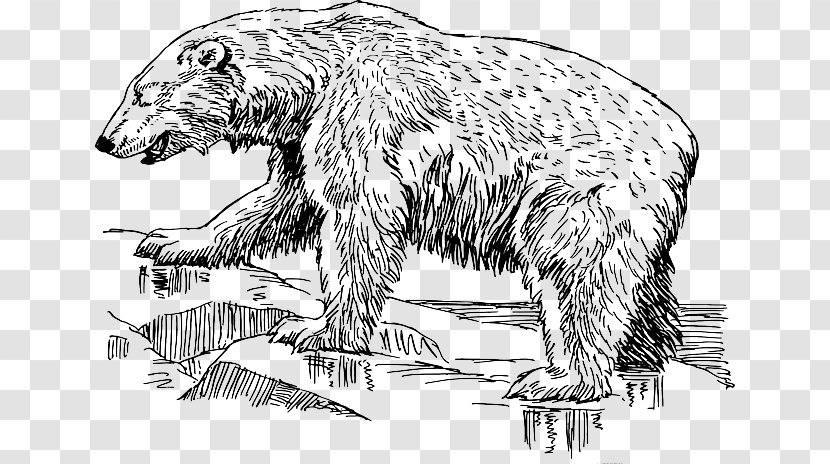 Polar Bear American Black Vector Graphics Clip Art - Line - Bears Animal Transparent PNG