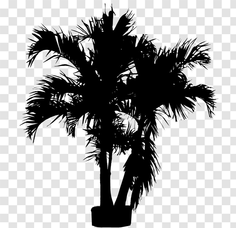 Asian Palmyra Palm Babassu Black & White - Coconut - M Trees Date Transparent PNG