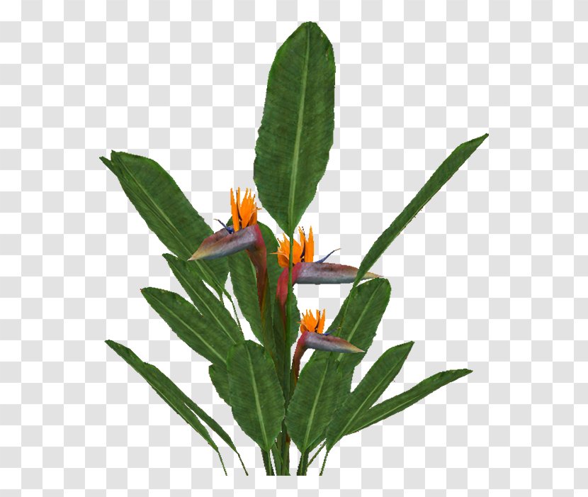 Short-finned Pilot Whale Strelitzia Reginae Plant Bird-of-paradise - Herbaceous - PARADİSE Transparent PNG