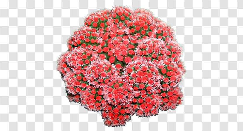 Red Color Cactaceae Plant Chrysanthemum - Shrub - Chrysanths Transparent PNG
