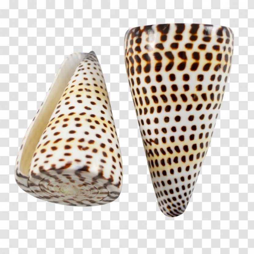 Conus Marmoreus Gastropods Seashell Cone Snails Monetaria Caputserpentis - Snail Transparent PNG