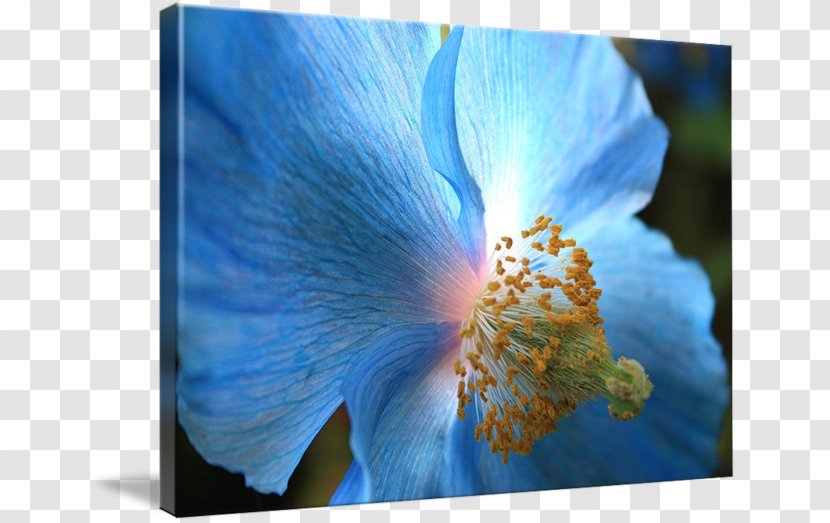 Canvas Print Imagekind Printing Printmaking - Painting - Blue Poppies Transparent PNG