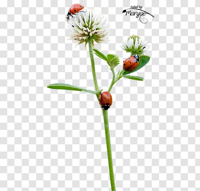 Insect Ladybird Beetle Clip Art - Pollinator Transparent PNG