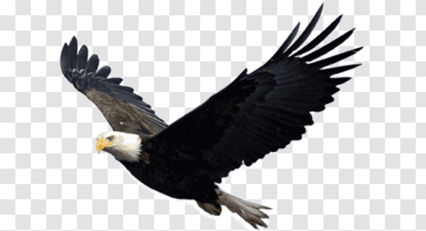 Bald Eagle - Feather - Gliding Transparent PNG