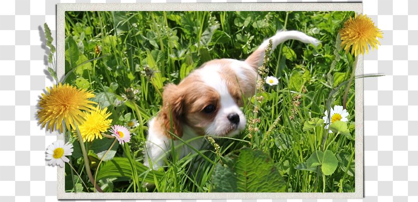 Cavalier King Charles Spaniel Welsh Springer Puppy Dog Breed - Caviler Sapinel Transparent PNG