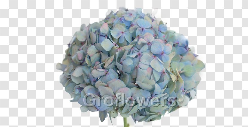 Hydrangea Cut Flowers Flower Bouquet Petal - Rose - BLUE Transparent PNG