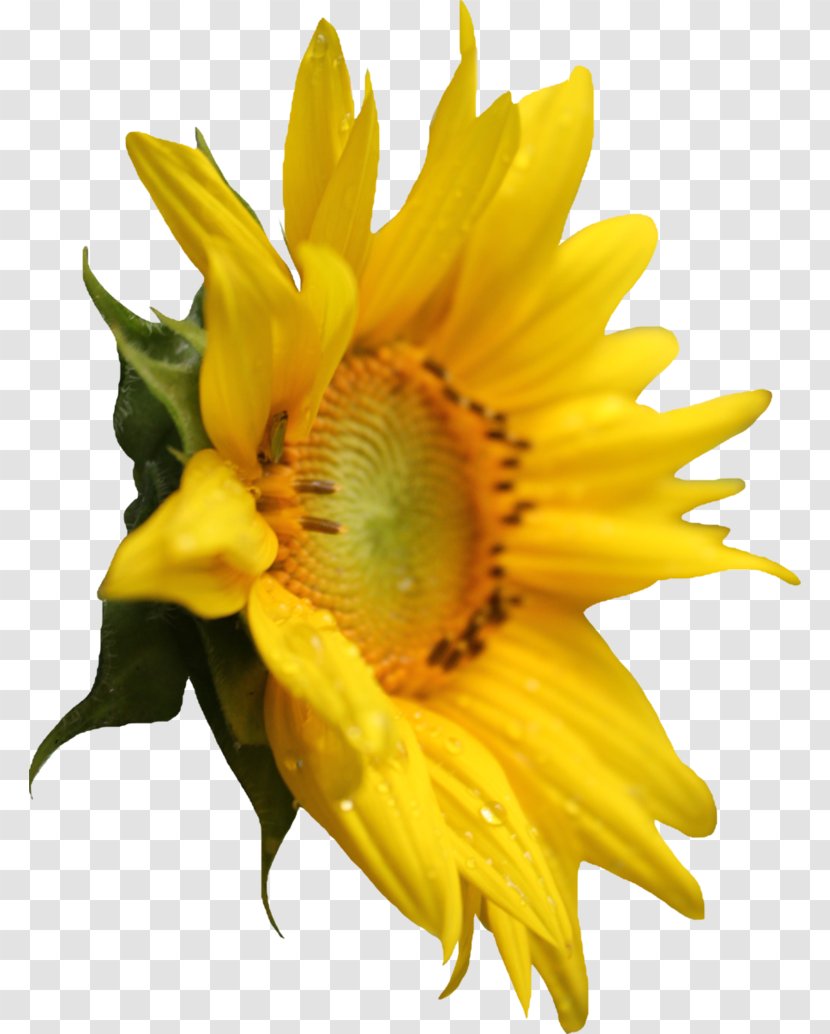 Common Sunflower Clip Art - Seed Transparent PNG