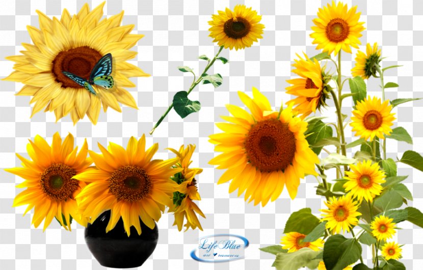 Texture Mapping Adobe After Effects Clip Art - 3d Computer Graphics - Download Sunflower Latest Version 2018 Transparent PNG