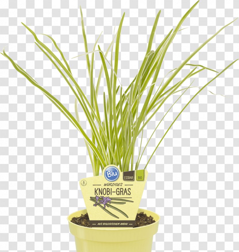 Society Garlic Embryophyta Chives Grass - Lemongrass Transparent PNG
