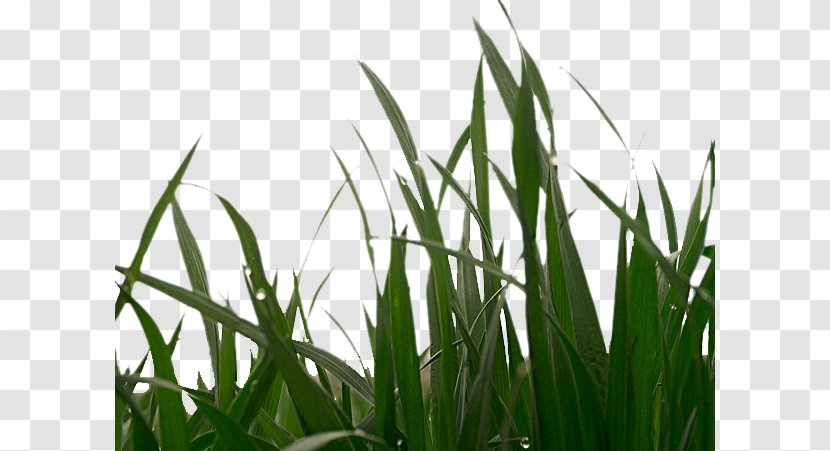 Green Barley Caryopsis Cancer Transparent PNG