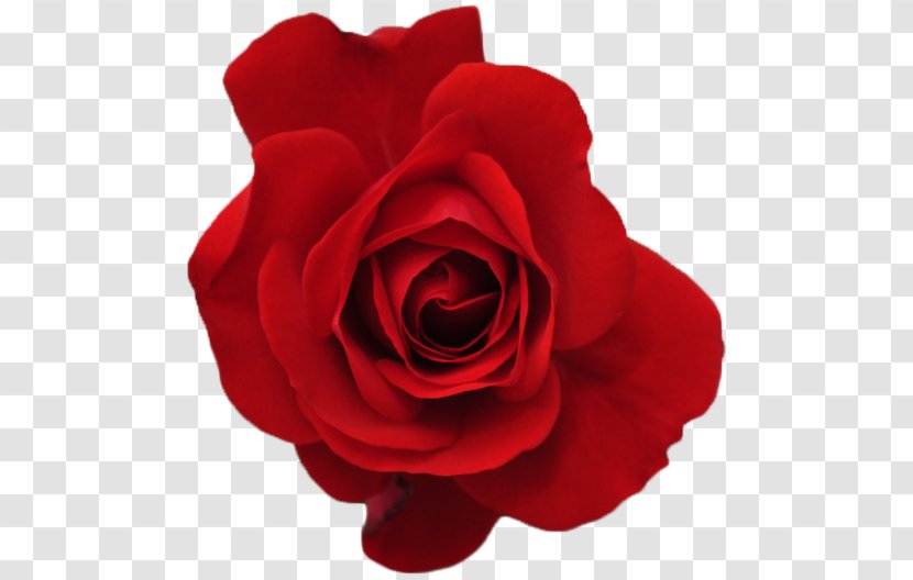 Rose Red Flower - Pink - Fresh Bloom Transparent PNG