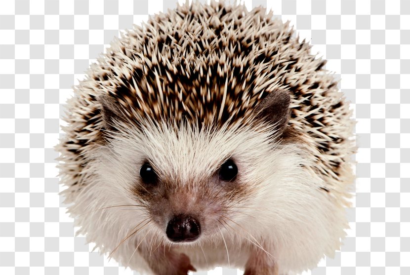 Background Lesions In Laboratory Animals Dog Llama Pet - North African Hedgehog Transparent PNG