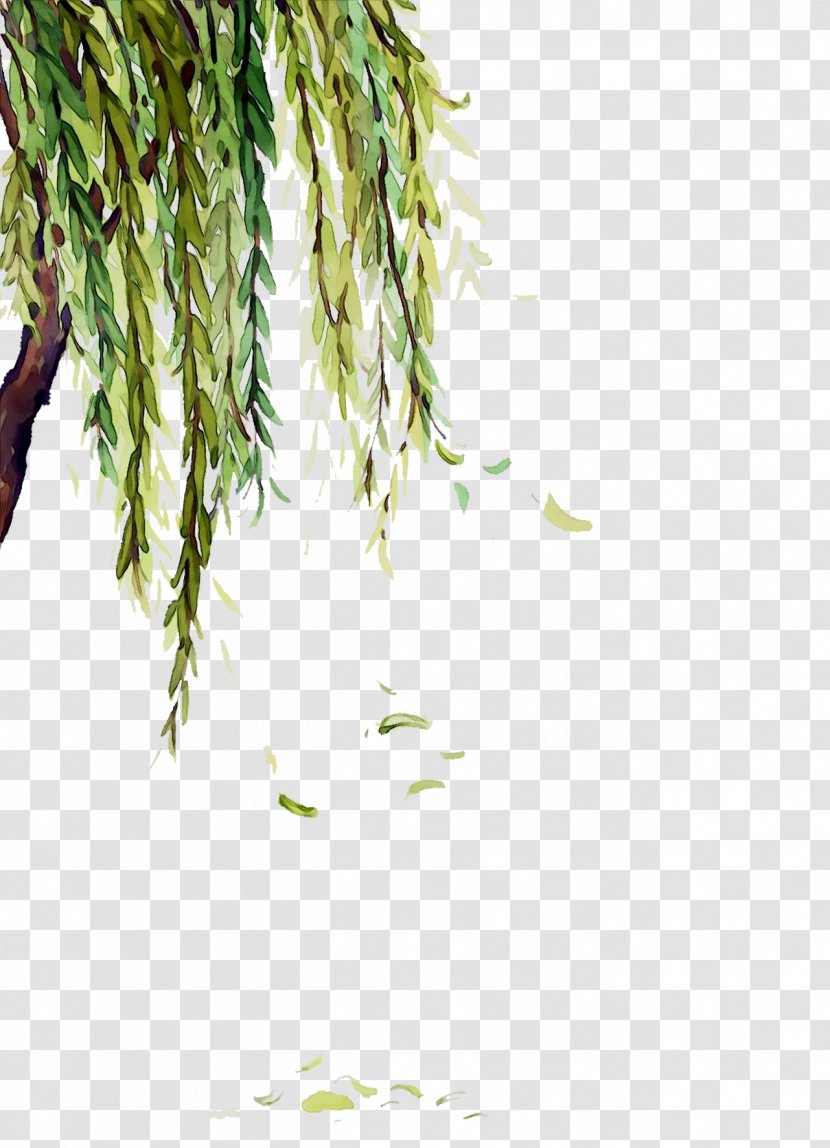 Twig Plant Stem Leaf Grasses Plants Transparent PNG