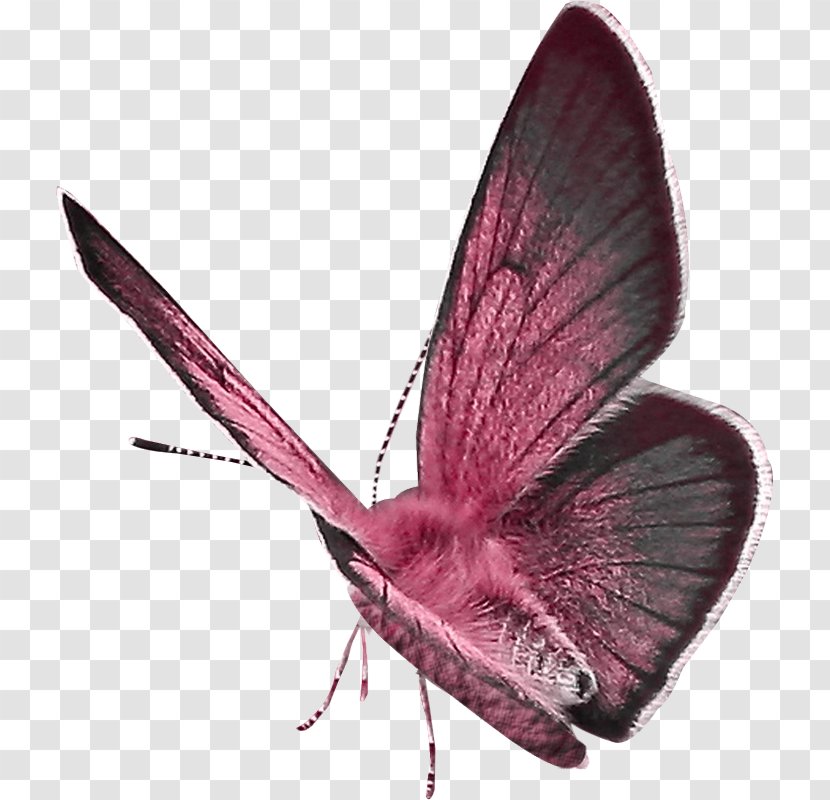 Image Drawing Illustration Butterfly - Organism Transparent PNG