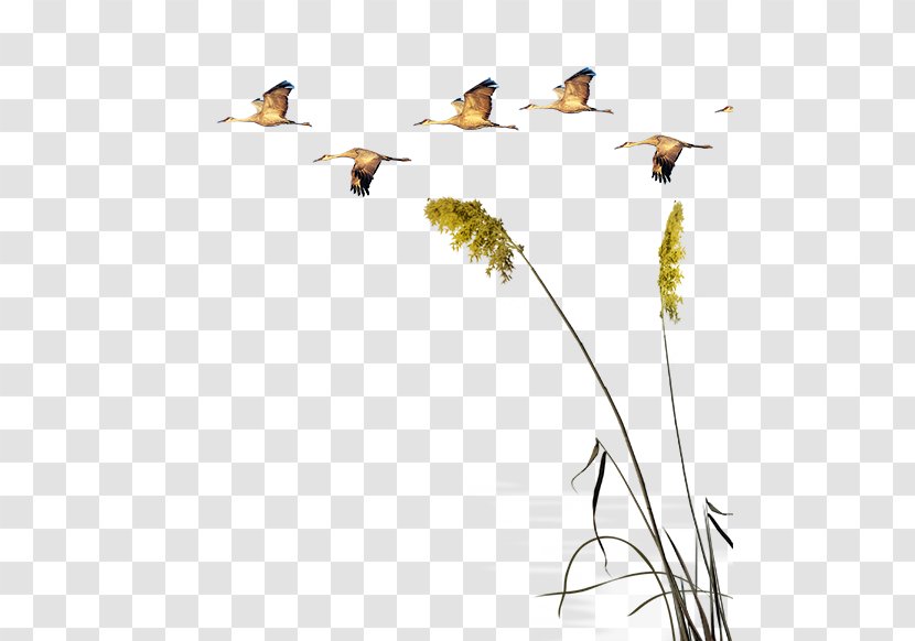 Swan Goose Poster Nature - Dinosaur - Dayan And Reeds Transparent PNG