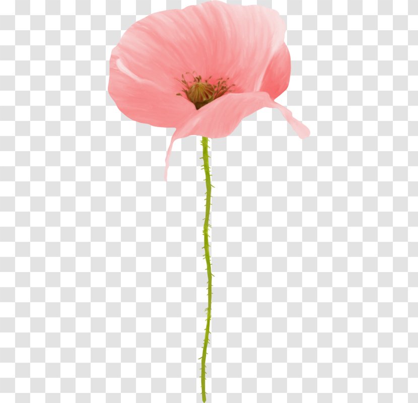 Oriental Poppy Watercolor Painting Drawing - Anemone - Anzac Day Pink Transparent PNG