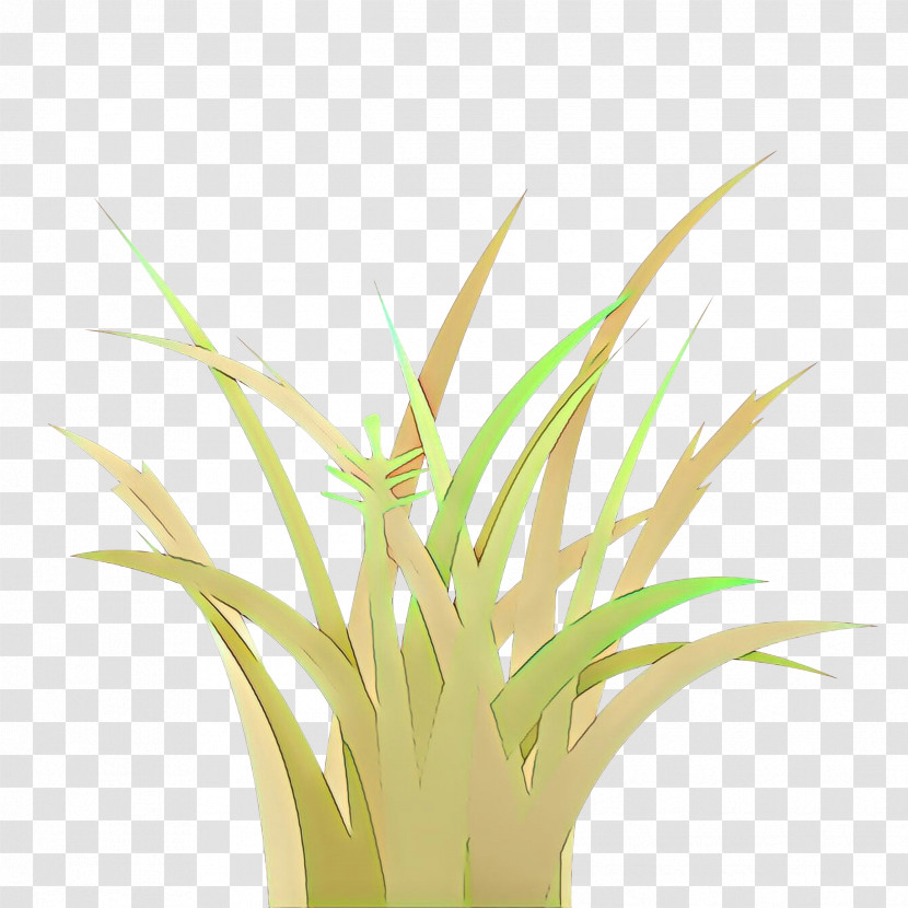Grass Plant Yellow Grass Family Flower Transparent PNG