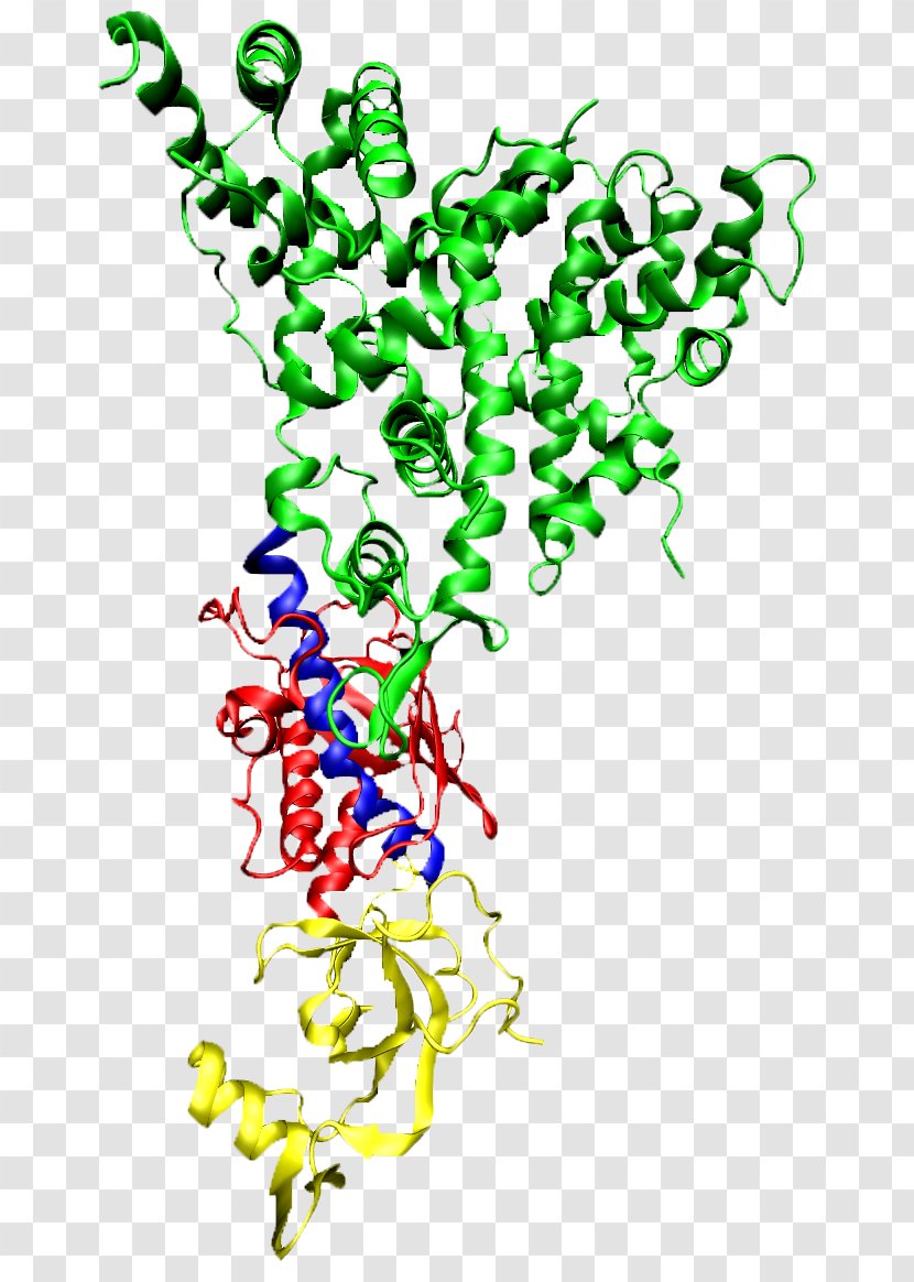 Dicer RNA Interference Protein Ribonuclease RNA-induced Silencing Complex - Genome - Doublestranded Rna Viruses Transparent PNG