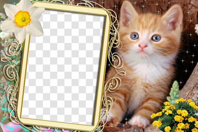 Himalayan Cat Persian American Shorthair British Kitten - Photoshop Transparent PNG