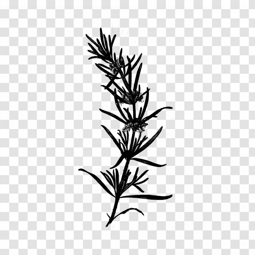 Plant Stem Leaf Flower Font Grasses - Vascular - Tree Transparent PNG