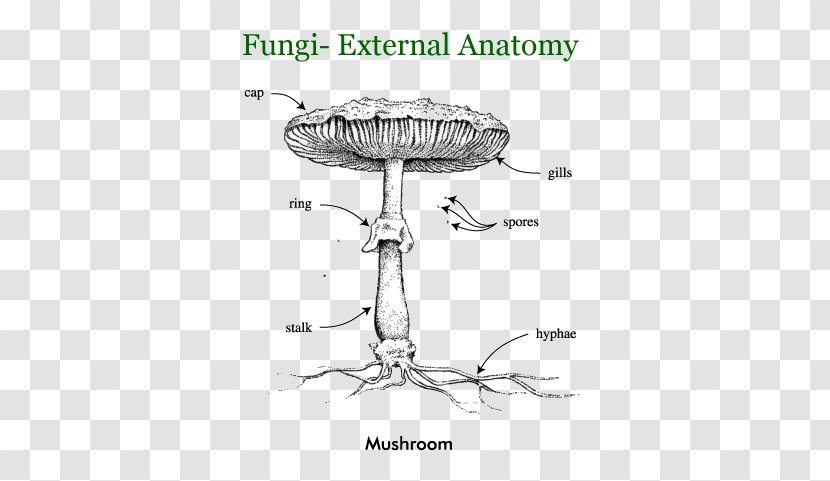 Fungus Comparative Anatomy Human Body Basidiomycetes - Circulatory System - Food Transparent PNG