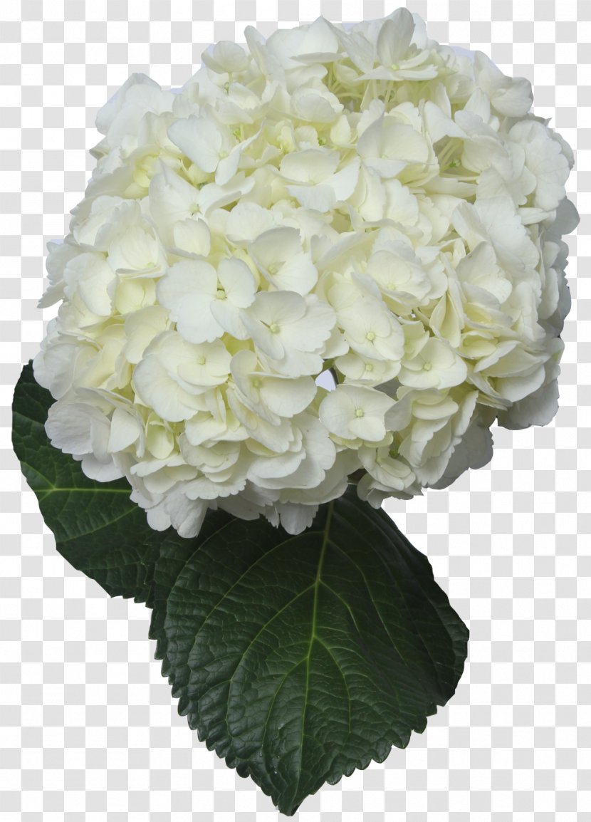 Hydrangea Cut Flowers White Green - Plant Transparent PNG
