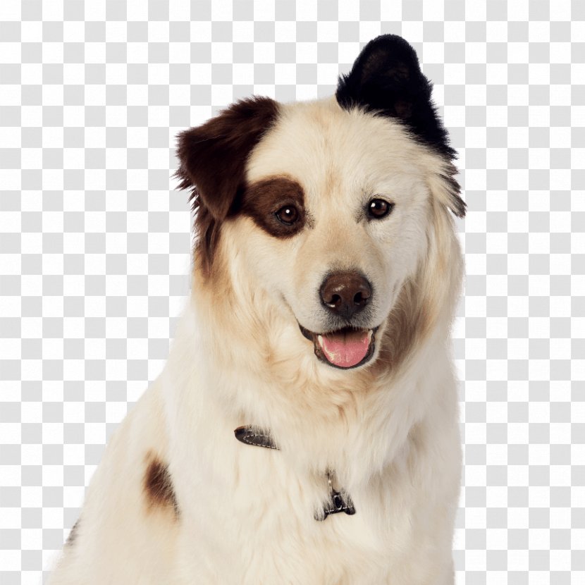 Dog Breed El Lenguaje De Los Perros/ The Language Of Dogs With A Blog Bloodhound Border Collie - Puppy Transparent PNG