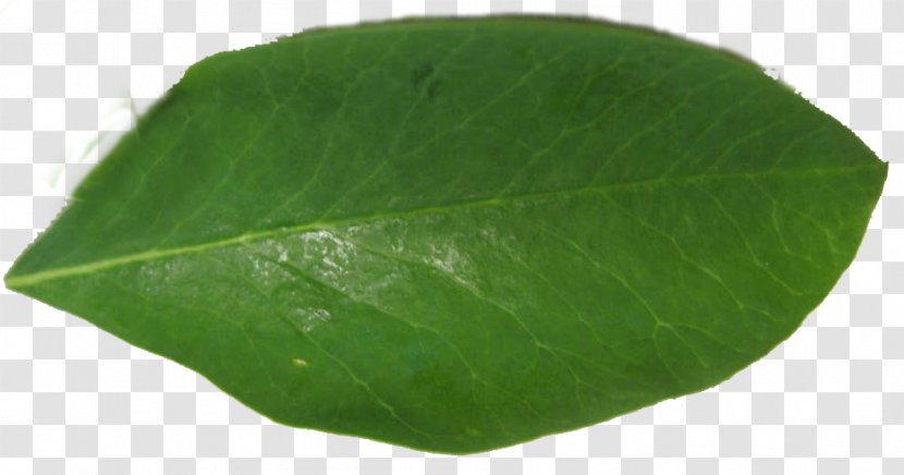 Drumstick Tree Leaf Plant Seedling - Moringa Transparent PNG