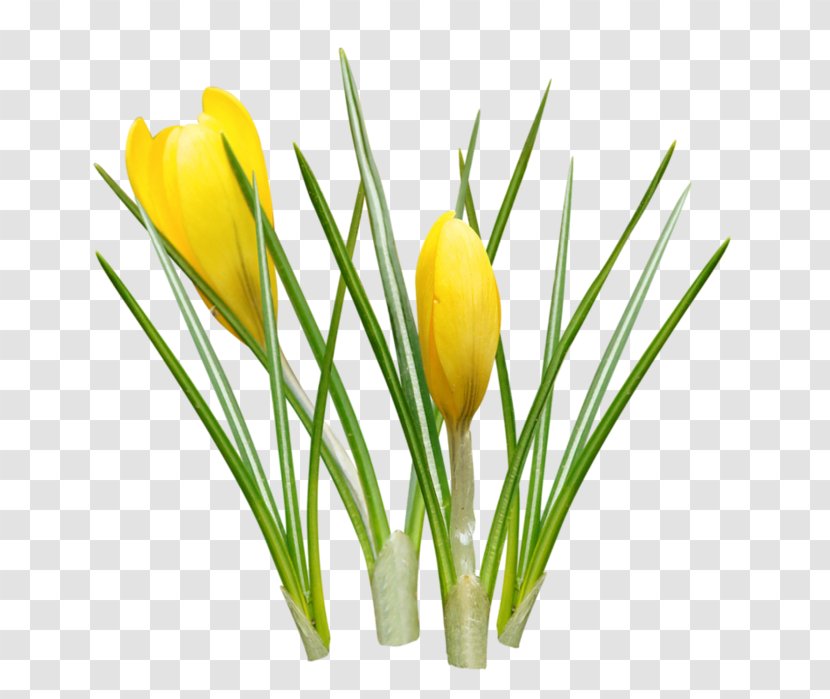 Crocus Yellow Clip Art Transparent PNG