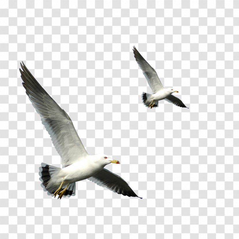European Herring Gull Bird Flight Gulls - Beak - Fauna Transparent PNG