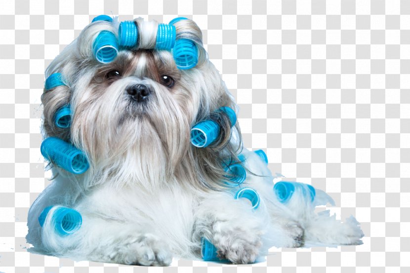 Morkie Cat Dog Grooming Pet Hairstyle - Kennel - Curly Puppy Transparent PNG