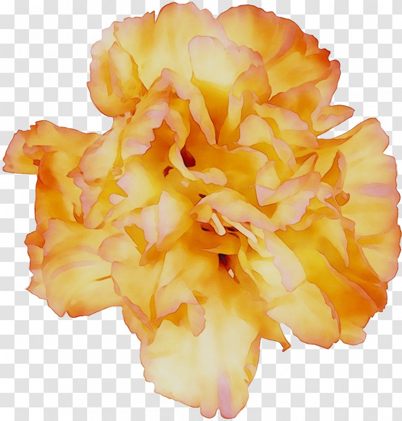 Yellow Cut Flowers - Dianthus - Petal Transparent PNG