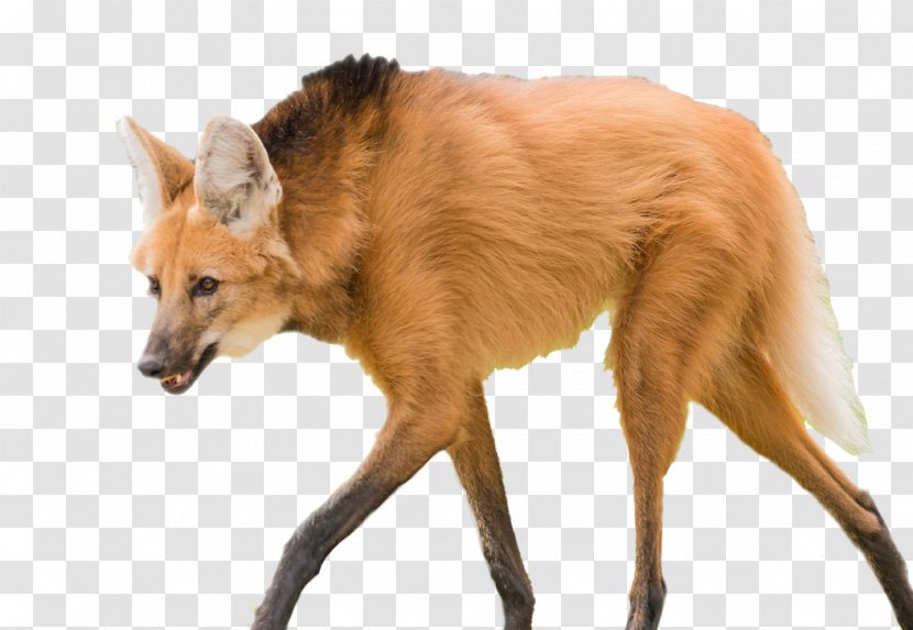 Dog Breed Maned Wolf Dhole Lion - Canidae Transparent PNG