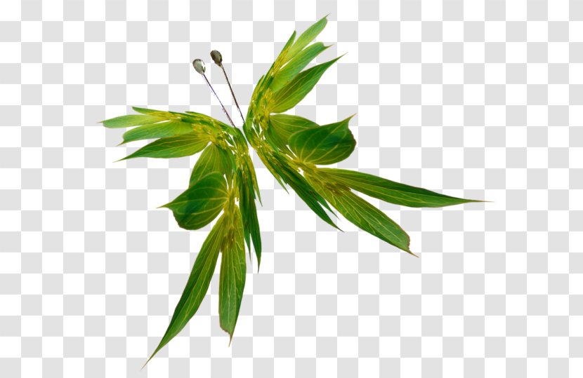 Butterfly Orange Oakleaf Color Plant Stem Transparent PNG