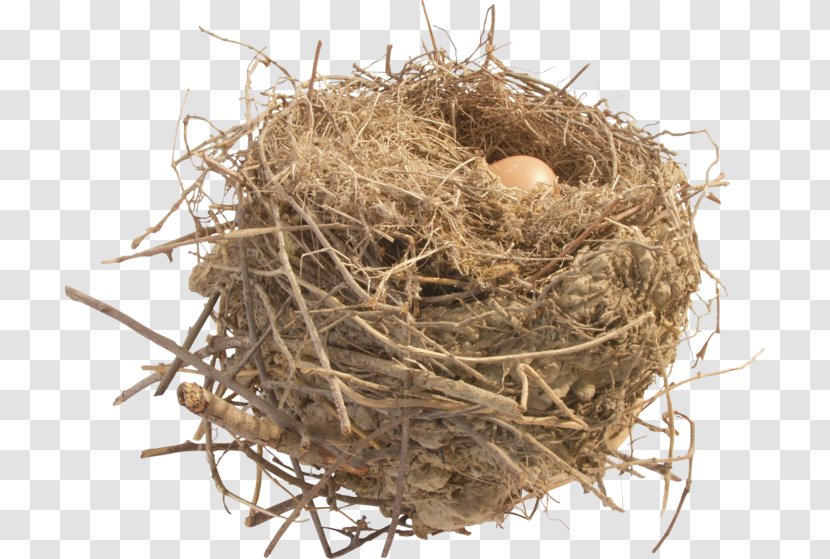 Desktop Wallpaper Clip Art - Bird Nest - Apple Transparent PNG