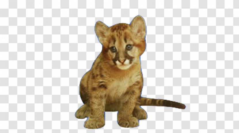 Lion Cougar Cat Child Infant - Puma - Doing Transparent PNG