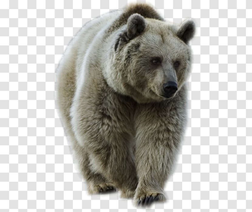 Brown Bear - Carnivoran Transparent PNG