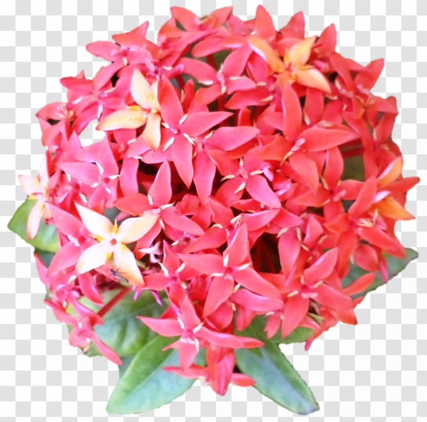 Cut Flowers Pink M Flowerpot Petal - Plant - Darshan Transparent PNG