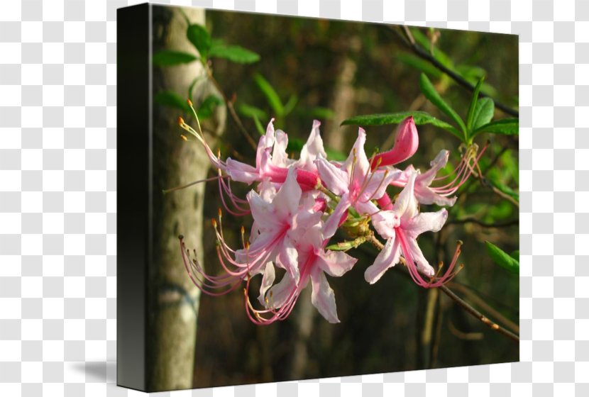 Honeysuckle Azalea Spider Flower - Rhododendron Transparent PNG