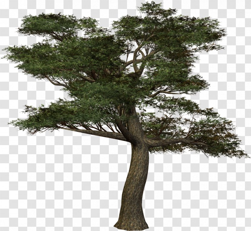 Treelet .de Clip Art - Bonsai - Pine Transparent PNG