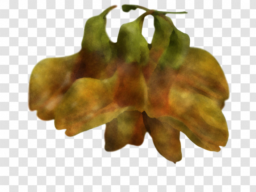 Bell Pepper Habanero Paprika Peppers Yellow Pepper Transparent PNG
