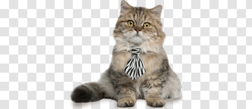 British Shorthair Kitten Cat Breed Cattery Pattern - Ragamuffin Transparent PNG