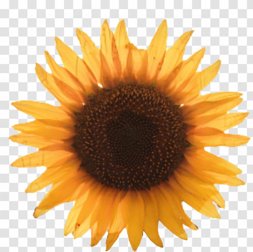 Cartoon Sunflower - Sunflowers - Annual Plant Daisy Family Transparent PNG