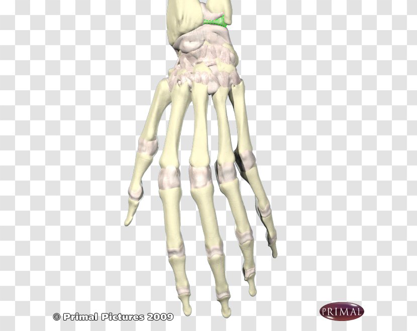 Shoulder Skeleton Organism H&M - Wrist Transparent PNG