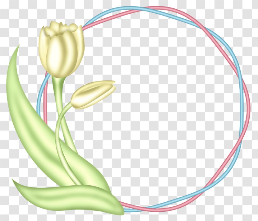 Rubber Band Natural Clip Art - Frame - Tulip Transparent PNG