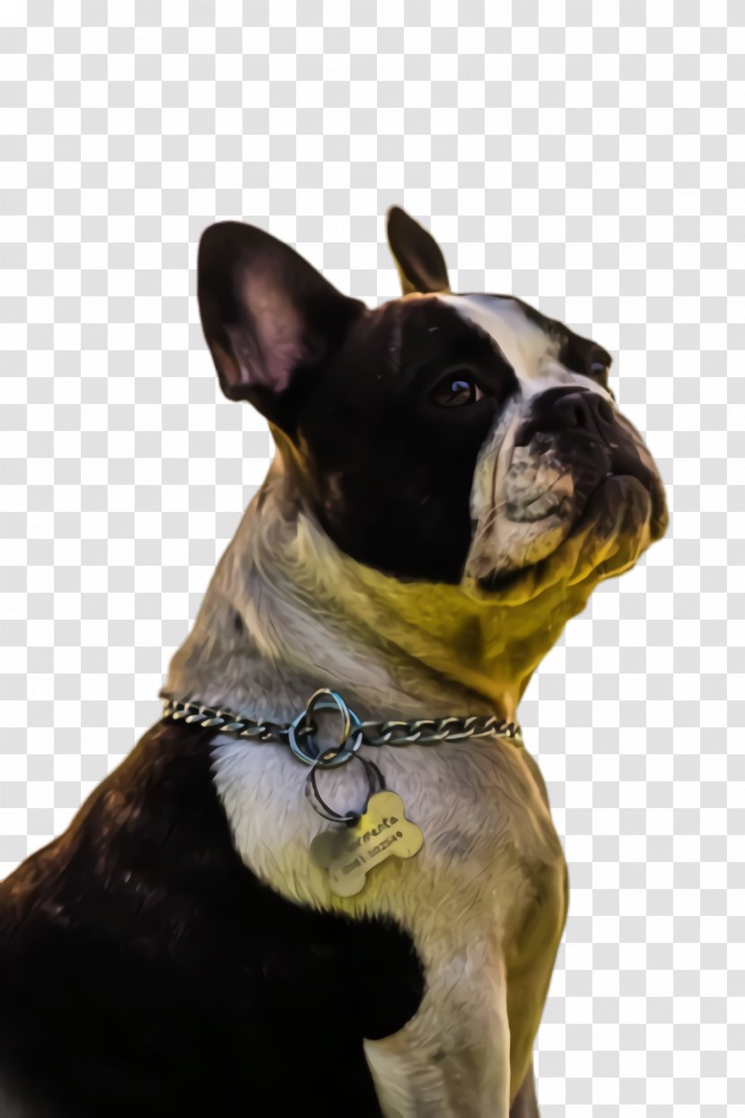 French Bulldog - Collar - Companion Dog Snout Transparent PNG